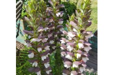 ACANTHUS MOLLIS MORNING CANDLE BEARS BREACHES PERENNIAL SEEDS - 5 SEEDS