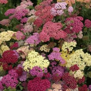 ACHILLEA MILLEFOLIUM SUMMER PASTELS PERENNIAL SEEDS - 100 SEEDS ACHILLEA MILLEFOLIUM SUMMER PASTELS PERENNIAL SEEDS - 100 SEEDS