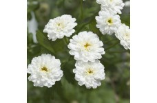 ACHILLEA PTARMICA BALLERINA SEEDS - PURE WHITE DOUBLE FLOWERS - 1000 SEEDS