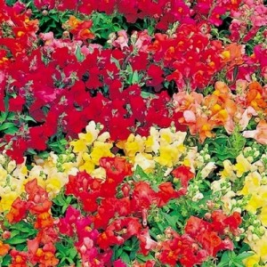 ANTIRRHINUM MAGIC CARPET MIX SEEDS - MIXED COLOUR SNAPDRAGON SEEDS - 500 SEEDS