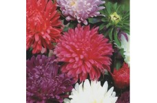 ASTER CAROUSEL MIXED COLOUR SEEDS - 200 SEEDS