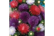ASTER OSTERICH PLUME MIXED COLOUR SEEDS - 300 SEEDS