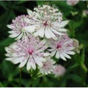 ASTRANTIA MAJOR ROMA ALBA WHITE HATTIES PIN CUSHION SEEDS - 25 SEEDS