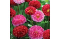 BELLIS POMPONETTE MIX (RED, WHITE & PINK MIX) PERENNIAL SEEDS - 500 SEEDS