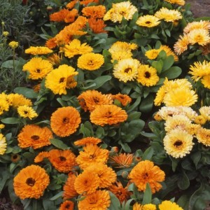 CALENDULA OFFICINALIS FIESTA GITANA SEEDS - ORANGE YELLOW CREAM POT MARIGOLD - 50 SEEDS CALENDULA OFFICINALIS FIESTA GITANA SEEDS - ORANGE YELLOW CREAM POT MARIGOLD - 50 SEEDS