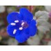 CALIFORNIA BLUEBELL - PHACELIA CAMPANULARIA - DESERT BLUEBELL - 250 SEEDS