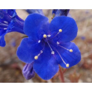 CALIFORNIA BLUEBELL - PHACELIA CAMPANULARIA - DESERT BLUEBELL - 250 SEEDS