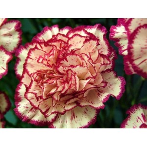 CARNATION DOUBLE STRIPED SEEDS - DIANTHUS CARYOPHYLLUS - 350 SEEDS