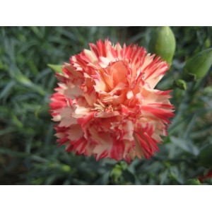 CARNATION ORANGE SHERBET SEEDS - DIANTHUS CARYOPHYLLUS - 50 SEEDS CARNATION ORANGE SHERBET SEEDS - DIANTHUS CARYOPHYLLUS - 50 SEEDS