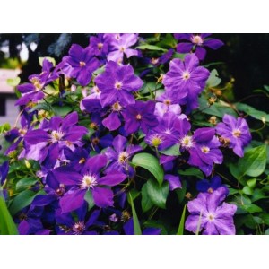 CLEMATIS PRESIDENT SEEDS - LARGE PURPLE FLOWERS - PERENNIAL CLIMBER - 25 SEEDS