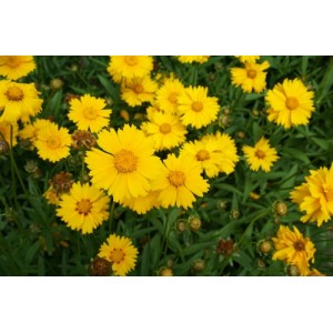 COREOPSIS LANCEOLATA SEEDS - MAYFIELD GIANTS YELLOW / ORANGE PERENNIAL SEEDS - 50 SEEDS COREOPSIS LANCEOLATA SEEDS - MAYFIELD GIANTS YELLOW / ORANGE PERENNIAL SEEDS - 50 SEEDS