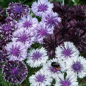 CENTAUREA CYANUS CLASSIC MAGIC SEEDS - CORNFLOWER - 100 SEEDS