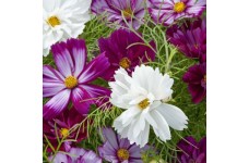 COSMOS FIZZY MIXED SEEDS - PURPLE WHITE LILAC FLOWERS - 50 SEEDS