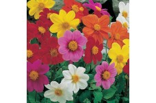 DAHLIA VARIABILIS DWARF MIGNON MIX SEEDS - MIXED COLOUR FLOWERS - 100 SEEDS