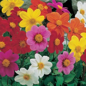 DAHLIA VARIABILIS DWARF MIGNON MIX SEEDS - MIXED COLOUR FLOWERS - 50 SEEDS
