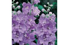 DELPHINIUM PACIFIC GIANT CAMELIARD SEEDS - LIGHT BLUE FLOWERS WITH WHITE BEE - 50 SEEDS