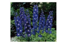 DELPHINIUM DWARF MAGIC FOUNTAIN SEEDS - DARK BLUE FLOWERS WITH WHITE BEE - 50 SEEDS