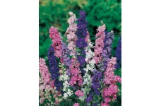 DELPHINIUM LARKSPUR GIANT IMPERIAL CROWN BLENDED MIX SEEDS - 400 SEEDS