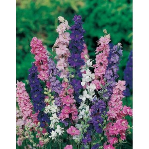 DELPHINIUM LARKSPUR GIANT IMPERIAL CROWN BLENDED MIX SEEDS - 100 SEEDS DELPHINIUM LARKSPUR GIANT IMPERIAL CROWN BLENDED MIX SEEDS - 100 SEEDS