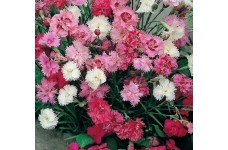 DIANTHUS SPRING BEAUTY MIX SEEDS - MIXED COLOUR FRAGRANT FLOWERS - 500 SEEDS