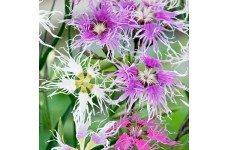 DIANTHUS RAINBOW LOVELINESS SEEDS - MIXED COLOUR FLOWERS - 400 SEEDS