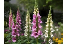 DIGITALIS PURPUREA MIXED COLOUR FOXGLOVE SEEDS - 500 SEEDS