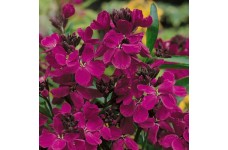 ERYSIMUM CHEIRI RUBY GEM SEEDS - PURPLE WALLFLOWER - 100 SEEDS