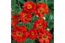 GEUM MRS BRADSHAW SEEDS - SCARLET RED FLOWERS - 50 SEEDS