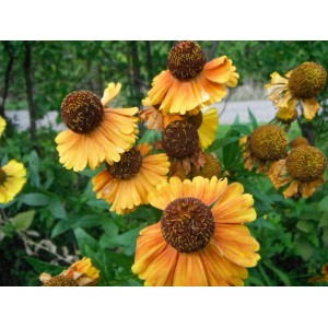 HELENIUM AUTUMNALE SAHIN'S SEEDS - EARLY FLOWERER - 50 SEEDS