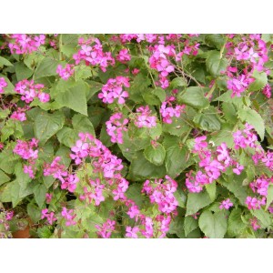 HONESTY LUNARIA ANNUA SEEDS - 50 SEEDS