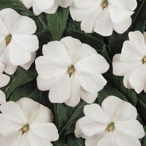 IMPATIENS WALLERIANA DWARF BABY WHITE SEEDS - WHITE BUSY LIZZIE - 100 SEEDS IMPATIENS WALLERIANA DWARF BABY WHITE SEEDS - WHITE BUSY LIZZIE - 100 SEEDS