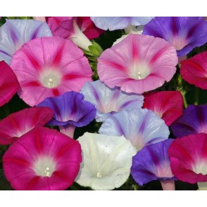 IPOMOEA MORNING GLORY FLYING SAUCER MIX SEEDS - MIXED COLOUR STRIPED FLOWERS - 50 SEEDS