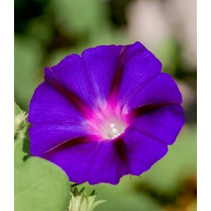 IPOMOEA MORNING GLORY SEEDS - GRANPA OTT CLIMBER - PURPLE FLOWERS - 50 SEEDS IPOMOEA MORNING GLORY SEEDS - GRANPA OTT CLIMBER - PURPLE FLOWERS - 50 SEEDS