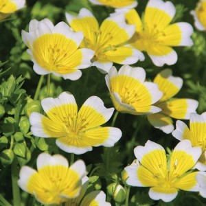LIMNANTHES DOUGLASSI POACHED EGG MIX - 100 SEEDS