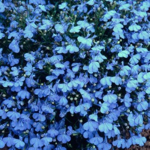 LOBELIA CAMBRIDGE BLUE SEEDS - BLUE COLOUR FLOWERS - COMPACT PLANT - 500 SEEDS