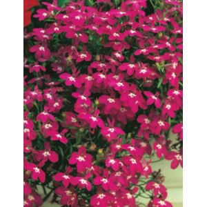 LOBELIA ERINUS ROSAMOND SEEDS - RED FLOWERS WITH WHITE EYES - COMPACT PLANT - 500 SEEDS LOBELIA ERINUS ROSAMOND SEEDS - RED FLOWERS WITH WHITE EYES - COMPACT PLANT - 500 SEEDS