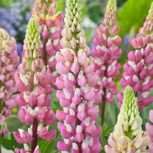 LUPIN LUPINE LUPINUS THE CHATELAINE SEEDS - PINK & WHITE FLOWERS - 50 SEEDS