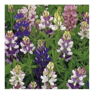 LUPIN LUPINE LUPINUS PIXIE DELIGHT MIXED SEEDS - 50 SEEDS