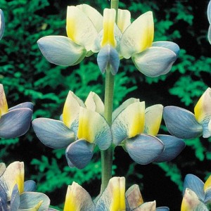 LUPIN LUPINE LUPINUS CRUICKSHANKII SUNRISE SEEDS - AZURE BLUE, YELLOW & WHITE - 10 SEEDS