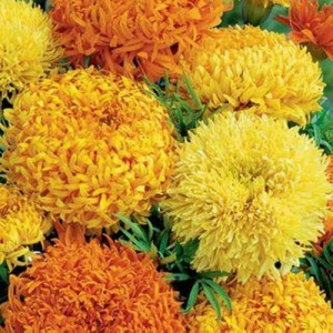MARIGOLD AFRICAN FANTASTIC MIX SEEDS - ORANGE & YELLOW FLOWERS - 100 SEEDS