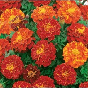 MARIGOLD TAGETES PATULA FRENCH DOUBLE BROCADE RED SEEDS - 100 SEEDS