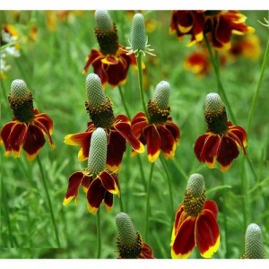 MEXICAN HAT RATIBIDA COLUMNIFERA SEEDS - 100 SEEDS MEXICAN HAT RATIBIDA COLUMNIFERA SEEDS - 100 SEEDS