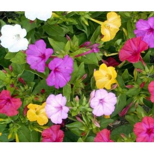 MIRABILIS MARVEL OF PERU - FOUR O'CLOCK MIX - MIXED COLOUR - 25 SEEDS MIRABILIS MARVEL OF PERU - FOUR O'CLOCK MIX - MIXED COLOUR - 25 SEEDS