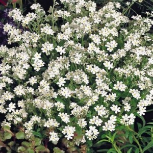 MYOSOTIS ALPESTRIS WHITE BREEZE SEEDS - WHITE FORGET ME NOT SEEDS - 350 SEEDS