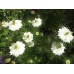 NIGELLA LOVE IN A MIST WHITE SEEDS - MISS JEKYLL WHITE - 150 SEEDS NIGELLA LOVE IN A MIST WHITE SEEDS - MISS JEKYLL WHITE - 150 SEEDS