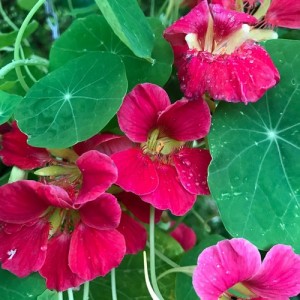 NASTURTIUM TROPAEOLUM NANUM JEWEL CHERRY ROSE SEEDS - ROSE COLOURED FLOWERS - 20 SEEDS