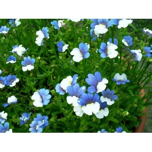 NEMESIA STRUMOSA SEEDS - TWO-TONE BLUE & WHITE FLOWERS - 150 SEEDS NEMESIA STRUMOSA SEEDS - TWO-TONE BLUE & WHITE FLOWERS - 150 SEEDS