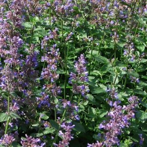 NEPETA MUSSINII FAASSENII SEEDS - CATMINT CATNIP - 100 SEEDS NEPETA MUSSINII FAASSENII SEEDS - CATMINT CATNIP - 100 SEEDS