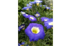 NOLANA PARADOXA BLUE BIRD SEEDS - BLUE FLOWERS WITH YELLOW CENTRES - 50 SEEDS