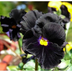 PANSY CLEAR CRYSTAL BLACK SEEDS - BLACK PANSY FLOWERS WITH YELLOW EYE - 100 SEEDS